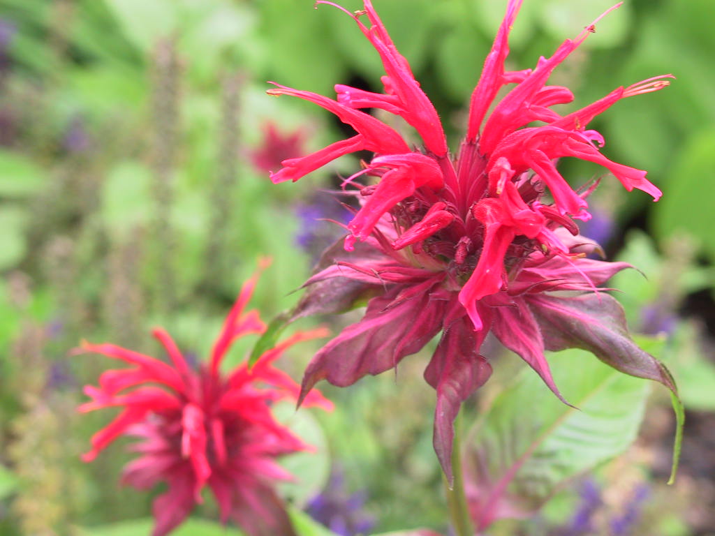 Monarda didyma Cambridge Scarlet 01.jpg